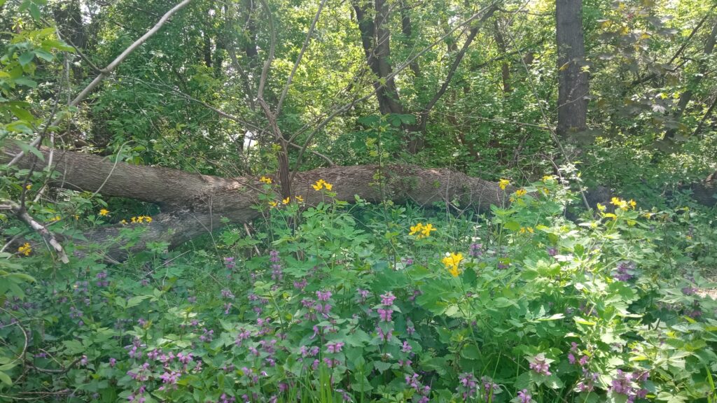 Kwiecista polana w lesie 1