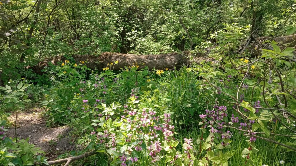 Kwiecista polana w lesie 2