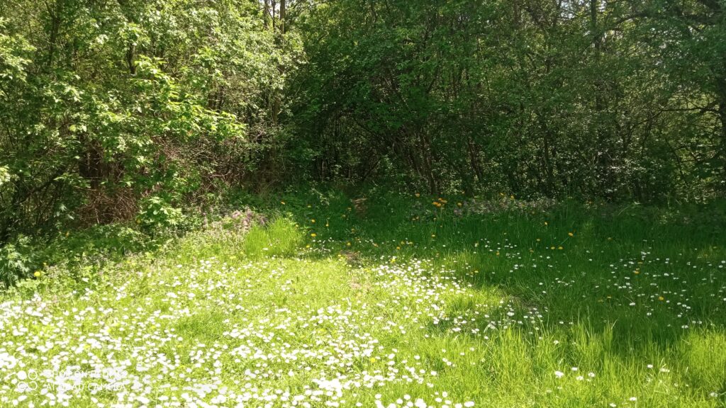 Kwiecista polana w lesie 3