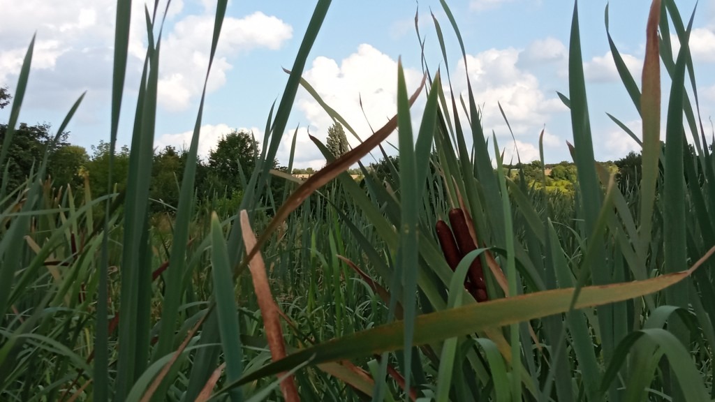 Zatoka w Zarzeczewie 4