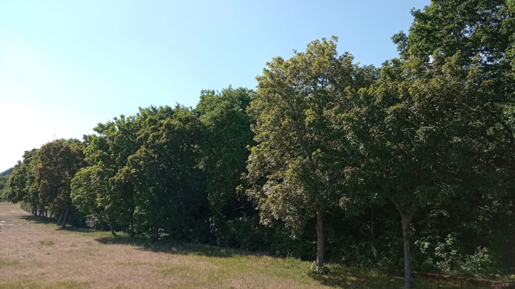 Roślinność nad Jeziorem Włocławskim