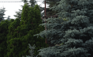 Krzyż przy ul. Cysterskiej